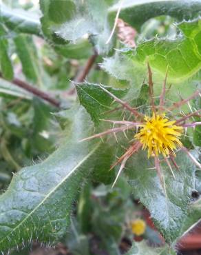 Fotografia 9 da espécie Centaurea benedicta no Jardim Botânico UTAD