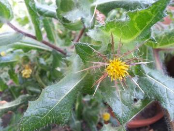 Fotografia da espécie Centaurea benedicta