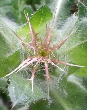 Fotografia 10 da espécie Centaurea benedicta no Jardim Botânico UTAD