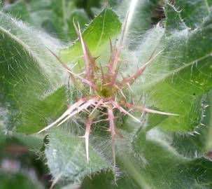 Fotografia da espécie Centaurea benedicta