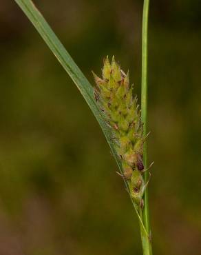 Fotografia 2 da espécie Carex hirta no Jardim Botânico UTAD