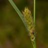 Fotografia 2 da espécie Carex hirta do Jardim Botânico UTAD