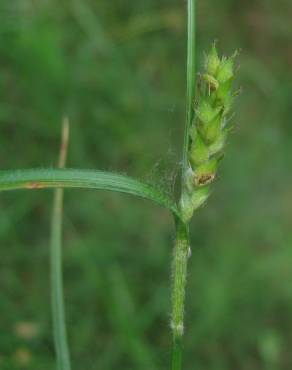 Fotografia 3 da espécie Carex hirta no Jardim Botânico UTAD
