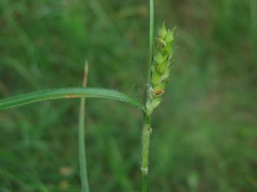 Fotografia da espécie Carex hirta