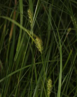 Fotografia 4 da espécie Carex hirta no Jardim Botânico UTAD