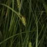 Fotografia 4 da espécie Carex hirta do Jardim Botânico UTAD