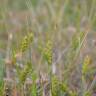 Fotografia 5 da espécie Carex hirta do Jardim Botânico UTAD