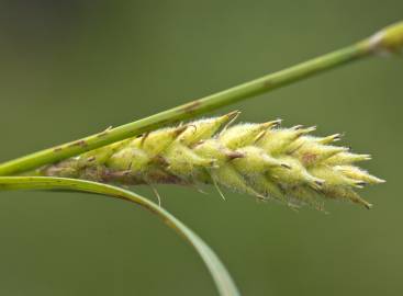 Fotografia da espécie Carex hirta