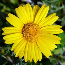 Fotografia da espécie Glebionis coronaria