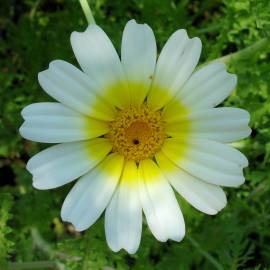 Fotografia da espécie Glebionis coronaria