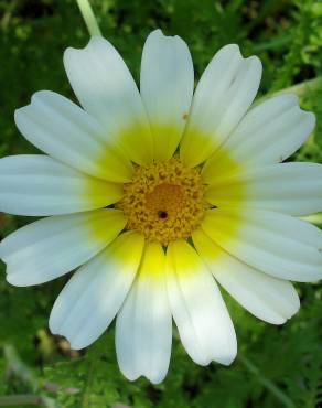 Fotografia 11 da espécie Glebionis coronaria no Jardim Botânico UTAD