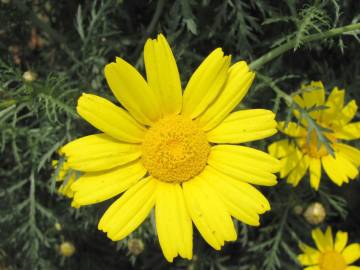 Fotografia da espécie Glebionis coronaria