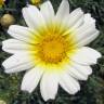 Fotografia 13 da espécie Glebionis coronaria do Jardim Botânico UTAD