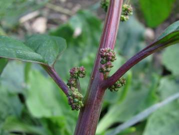 Fotografia da espécie Chenopodium polyspermum