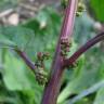 Fotografia 3 da espécie Chenopodium polyspermum do Jardim Botânico UTAD