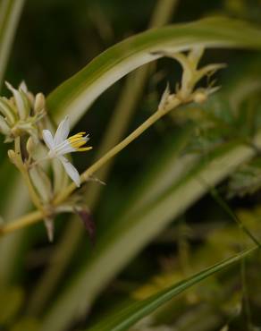 Fotografia 8 da espécie Chlorophytum comosum no Jardim Botânico UTAD