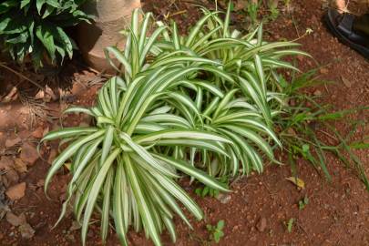 Fotografia da espécie Chlorophytum comosum