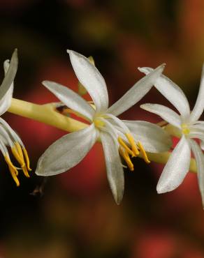 Fotografia 11 da espécie Chlorophytum comosum no Jardim Botânico UTAD