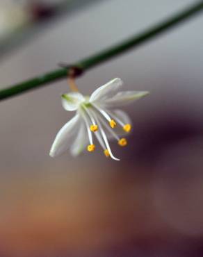 Fotografia 12 da espécie Chlorophytum comosum no Jardim Botânico UTAD
