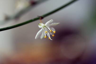 Fotografia da espécie Chlorophytum comosum