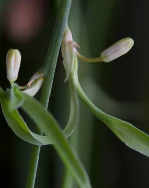 Fotografia 13 da espécie Chlorophytum comosum no Jardim Botânico UTAD