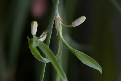 Fotografia da espécie Chlorophytum comosum