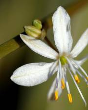 Fotografia da espécie Chlorophytum comosum