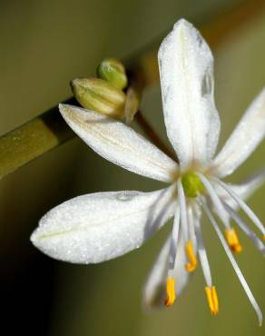 Fotografia 1 da espécie Chlorophytum comosum no Jardim Botânico UTAD