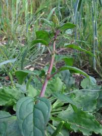 Fotografia da espécie Chenopodium polyspermum