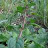 Fotografia 4 da espécie Chenopodium polyspermum do Jardim Botânico UTAD