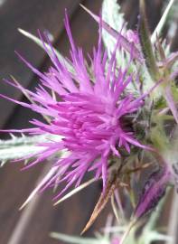 Fotografia da espécie Cirsium syriacum