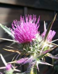 Cirsium syriacum