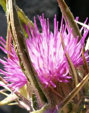 Fotografia 3 da espécie Cirsium syriacum no Jardim Botânico UTAD