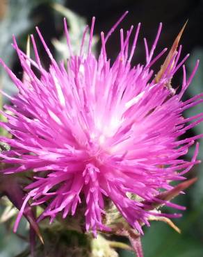 Fotografia 4 da espécie Cirsium syriacum no Jardim Botânico UTAD