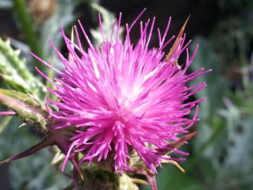 Fotografia da espécie Cirsium syriacum