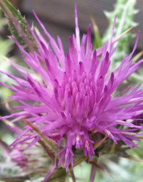 Fotografia 6 da espécie Cirsium syriacum no Jardim Botânico UTAD