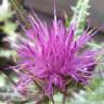 Fotografia 6 da espécie Cirsium syriacum do Jardim Botânico UTAD