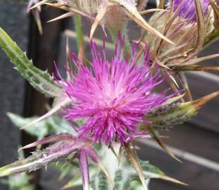 Fotografia da espécie Cirsium syriacum