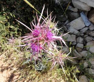 Fotografia da espécie Cirsium syriacum