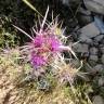 Fotografia 8 da espécie Cirsium syriacum do Jardim Botânico UTAD