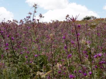 Fotografia da espécie Cirsium syriacum