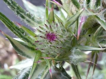 Fotografia da espécie Cirsium syriacum