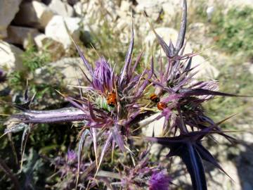 Fotografia da espécie Cirsium syriacum