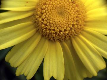 Fotografia da espécie Chrysanthemum segetum