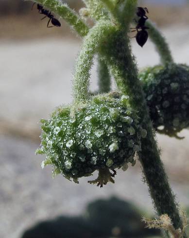 Fotografia de capa Chrozophora tinctoria - do Jardim Botânico