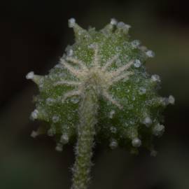 Fotografia da espécie Chrozophora tinctoria