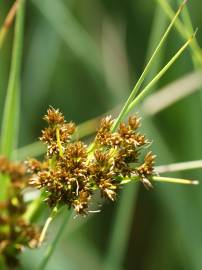 Fotografia da espécie Cladium mariscus