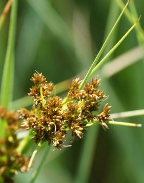 Fotografia 5 da espécie Cladium mariscus no Jardim Botânico UTAD