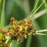 Fotografia 5 da espécie Cladium mariscus do Jardim Botânico UTAD