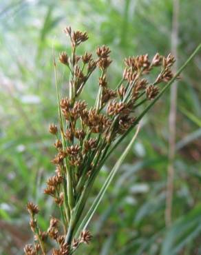 Fotografia 6 da espécie Cladium mariscus no Jardim Botânico UTAD